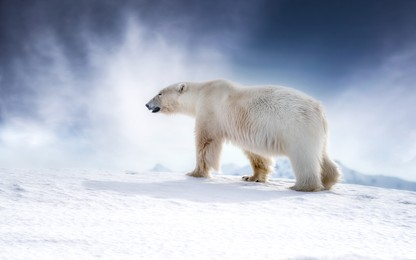 Adult Male Polar Bear