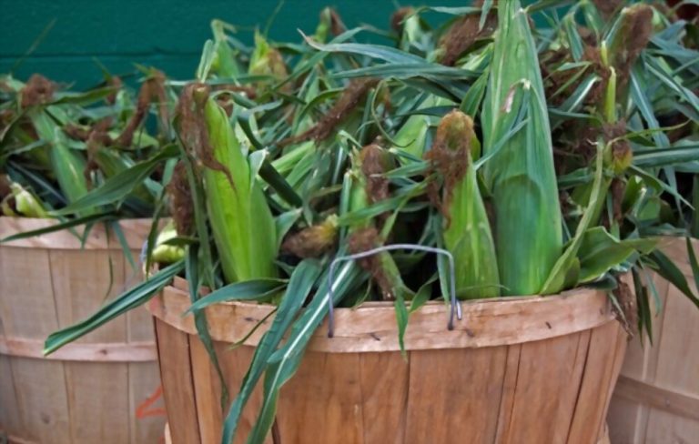 how-many-bushels-of-corn-are-in-a-ton-measuringhow