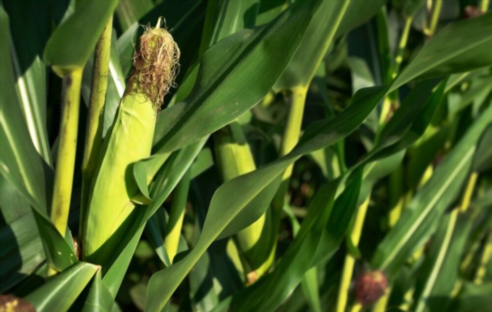 How Many Bushels Of Corn Are In A Ton? MeasuringHow